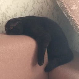 Sticker 111 de 119 del pack Stickers de Reacciones de Gatos ๐พ