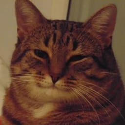 Sticker 45 de 119 del pack Stickers de Reacciones de Gatos ๐พ