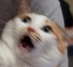 Sticker 19 de 119 del pack Stickers de Reacciones de Gatos ๐พ
