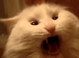 Sticker 20 de 119 del pack Stickers de Reacciones de Gatos ๐พ