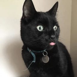 Sticker 49 de 119 del pack Stickers de Reacciones de Gatos ๐พ