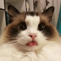 Sticker 48 de 119 del pack Stickers de Reacciones de Gatos ๐พ