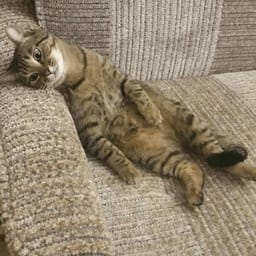 Sticker 97 de 119 del pack Stickers de Reacciones de Gatos ๐พ