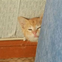Sticker 1 de 119 del pack Stickers de Reacciones de Gatos ๐พ
