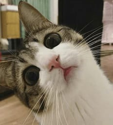 Sticker 94 de 119 del pack Stickers de Reacciones de Gatos ๐พ