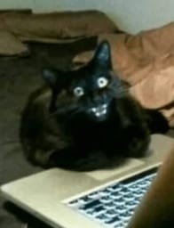 Sticker 2 de 119 del pack Stickers de Reacciones de Gatos ๐พ