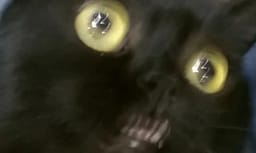 Sticker 12 de 119 del pack Stickers de Reacciones de Gatos ๐พ