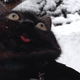 Sticker 44 de 119 del pack Stickers de Reacciones de Gatos ๐พ