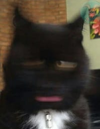 Sticker 13 de 119 del pack Stickers de Reacciones de Gatos ๐พ