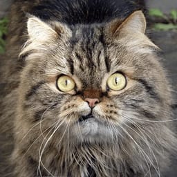 Sticker 73 de 119 del pack Stickers de Reacciones de Gatos ๐พ
