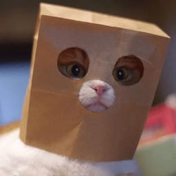 Sticker 106 de 119 del pack Stickers de Reacciones de Gatos ๐พ