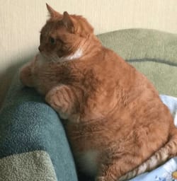 Sticker 118 de 119 del pack Stickers de Reacciones de Gatos ๐พ
