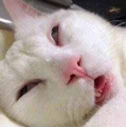 Sticker 52 de 119 del pack Stickers de Reacciones de Gatos ๐พ