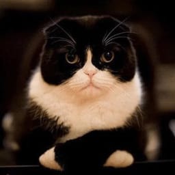Sticker 75 de 119 del pack Stickers de Reacciones de Gatos ๐พ
