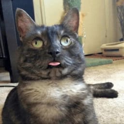 Sticker 50 de 119 del pack Stickers de Reacciones de Gatos ๐พ