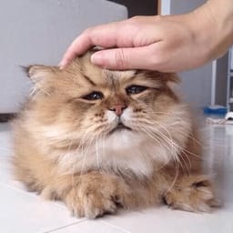 Sticker 37 de 119 del pack Stickers de Reacciones de Gatos ๐พ