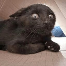 Sticker 104 de 119 del pack Stickers de Reacciones de Gatos ๐พ