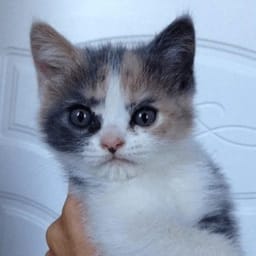Sticker 72 de 119 del pack Stickers de Reacciones de Gatos ๐พ