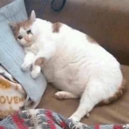 Sticker 30 de 119 del pack Stickers de Reacciones de Gatos ๐พ