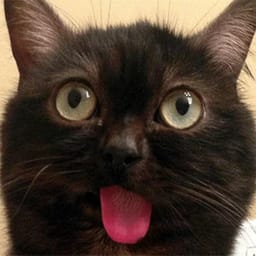 Sticker 47 de 119 del pack Stickers de Reacciones de Gatos ๐พ