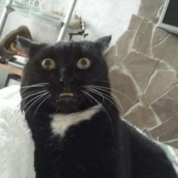 Sticker 107 de 119 del pack Stickers de Reacciones de Gatos ๐พ