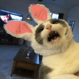 Sticker 55 de 119 del pack Stickers de Reacciones de Gatos ๐พ