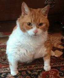 Sticker 105 de 119 del pack Stickers de Reacciones de Gatos ๐พ
