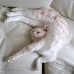 Sticker 76 de 119 del pack Stickers de Reacciones de Gatos ๐พ