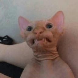 Sticker 86 de 119 del pack Stickers de Reacciones de Gatos ๐พ