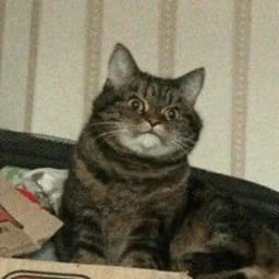 Sticker 71 de 119 del pack Stickers de Reacciones de Gatos ๐พ