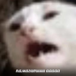 Sticker 33 de 119 del pack Stickers de Reacciones de Gatos ๐พ