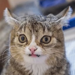 Sticker 54 de 119 del pack Stickers de Reacciones de Gatos ๐พ