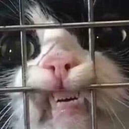 Стикер 18 из 33 из набора «Стикеры мемов котов 🐱»