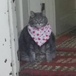Стикер 15 из 33 из набора «Стикеры мемов котов 🐱»