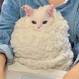 Стикер 10 из 33 из набора «Стикеры мемов котов 🐱»