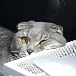 Стикер 17 из 33 из набора «Стикеры мемов котов 🐱»