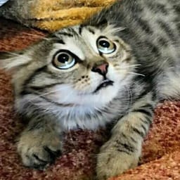 Стикер 25 из 33 из набора «Стикеры мемов котов 🐱»