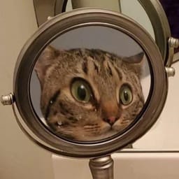 Стикер 2 из 33 из набора «Стикеры мемов котов 🐱»