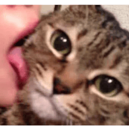 Стикер 19 из 33 из набора «Стикеры мемов котов 🐱»