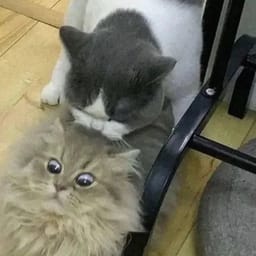 Стикер 31 из 33 из набора «Стикеры мемов котов 🐱»